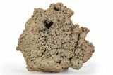 Agatized Fossil Coral Geode - Florida #250941-1